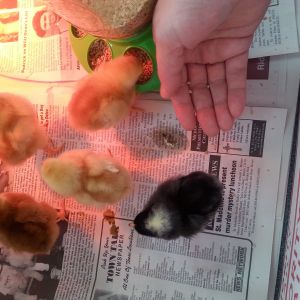 We got new baby chicks on St. Patty's Day!