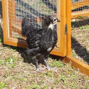 australorp georgia
