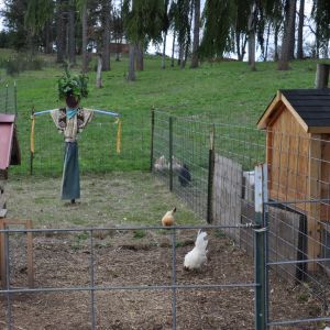 Creative Scarecrow for chickens, and other Pets