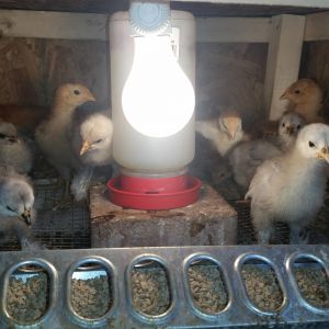 Incubator, brooder, eggs, and chicks