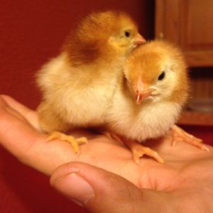 My Chickens