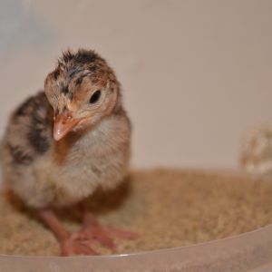 Chicks and poults