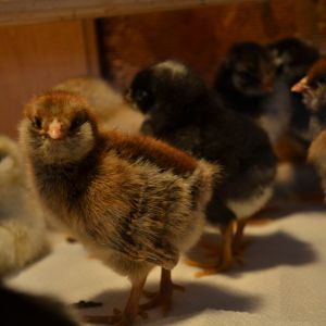 Our First Chicks
