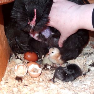 Coleman Chick Hatch 2014