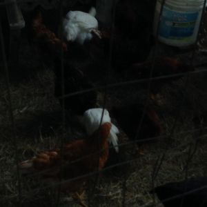All of my chickens