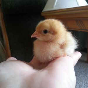 Baby chicks (Golden Comet)