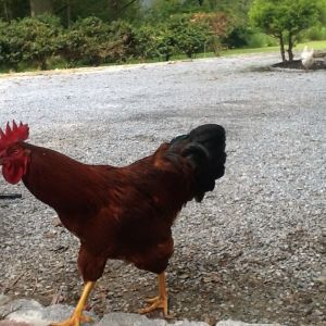 Rooster that is getting tough on his masters