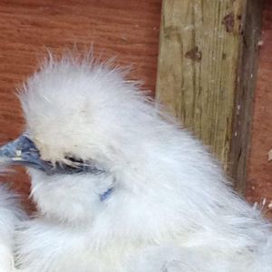 I need help sexing my 4 month old silkies!