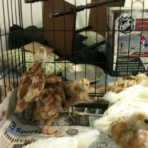 The Cluckers Dozen