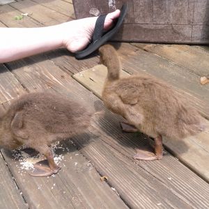 Ducklings to rehome