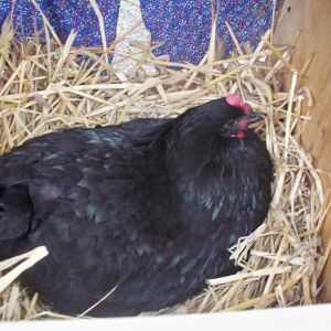 Onyx our broody Orpington