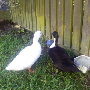 Fergus & Ruby..Rufus & Fergie!!
