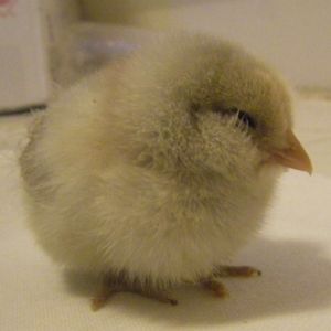 Chicken Scout's chick