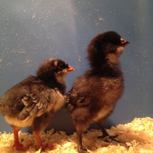 Our Flock Updated