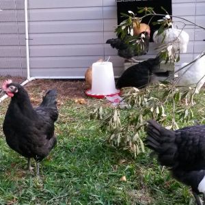 Feather Babies