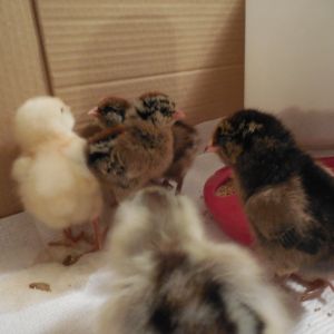 Easter Egger Chicks