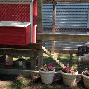 Our Coop!