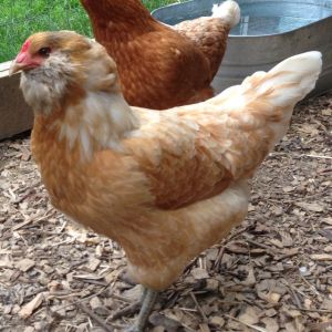Our Araucana - Harriet