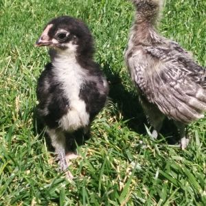 Silver Laced Polish and Black Copper Maran