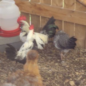 Its been awile since i have posted anything but heres some pictures of my wifes bbantam chickens.