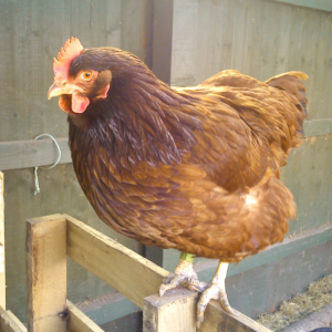 Solstice my 12 year old Rhode Island Red