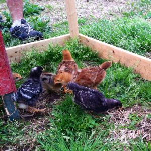 Our chicken life
