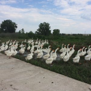 geese