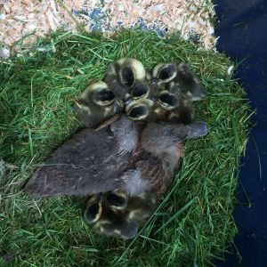Attaching incubated hatched ducklings to a parent duck