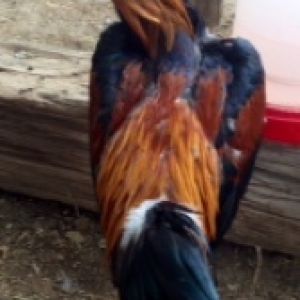 Saigon Jungle Fowl