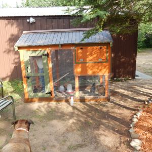 Our first attempt to build a "bear proof" coop