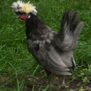 White Crested Blue Polish Bantam Rooster