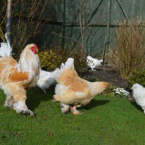 Silkies and Lemon Baranah