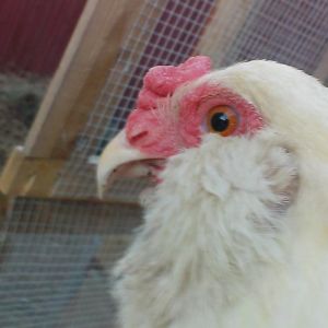 Chooks!