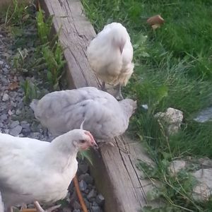 English Lavender Quad