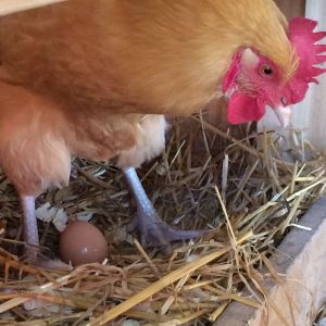 Our Eggs