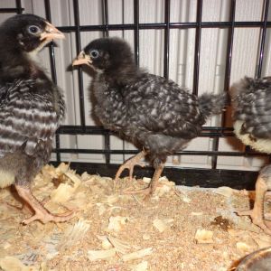 4 week old Plymouth Barred Rock pullets