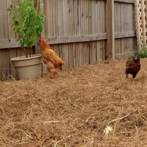 Our current flock!  (New chicks & ducklings!)