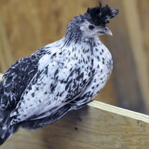 Steph's Chicks