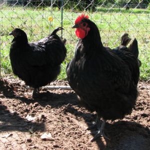 English Black Orpingtons