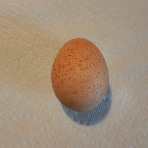 Eggs