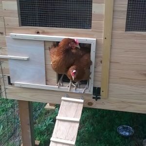 Mes poulettes