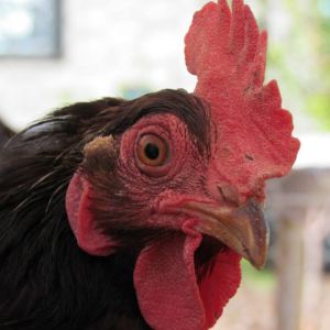 My new flock!!!