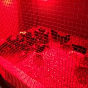 New Brooder in use