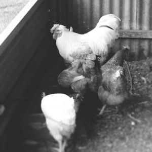 My Chickens :)