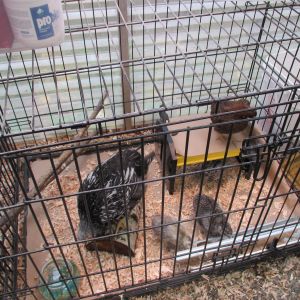 The PlayPen