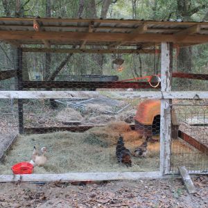 The Chickens of Bates Pretty Piggery