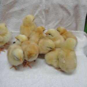 My chicks