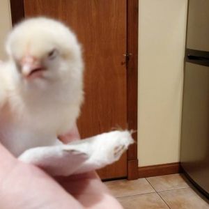 Baby Chicks from December 2014