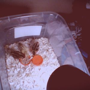 my chicks