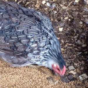 Wyanvelder Project birds